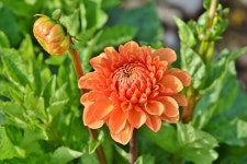 Dahlia Dahlias Bud Flower - Free photo on Pixabay