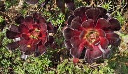 흥미 진진한 보타 닉 가든 식물학 - Pixabay의 무료 사진