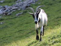 Alp Stone Goat Mountains - Free photo on Pixabay