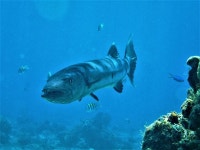 20+ Free Barracuda & Nature Photos - Pixabay