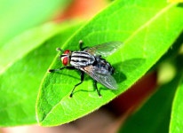 3개 이상 무료 Sarcophagidae 및 곤충 사진 - Pixabay
