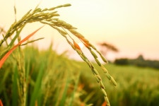 Rice Seeds Agriculture - Free photo on Pixabay
