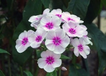 400개 이상 무료 Phlox 및 자연 사진 - Pixabay