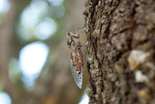 4개 이상 무료 Cicadidae 및 매미 사진 - Pixabay