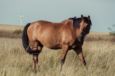 Horse Animals Mammal - Free photo on Pixabay