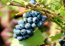Grapes Fruit Vine - Free photo on Pixabay Free Image on Pixabay - Grapes, Fruit, Vine, Healthy, Food