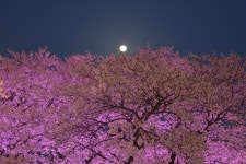 Cherryblossom South Korea Daegu - Pixabay의 무료 사진