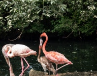 Flamingo Bird Cub - Free photo on Pixabay