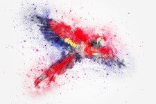 Bird Parrot Flying - Free image on Pixabay Free Image on Pixabay - Bird, Parrot, Flying, Feathers