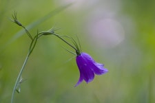 Flower Beautiful Nature - Free photo on Pixabay - Pixabay Flower Beautiful Nature - Free photo on Pixabay