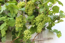 Wine Vines In The North Baltic Sea - Free photo on Pixabay - Pixabay Wine Vines In The North Baltic Sea - Free photo on Pixabay