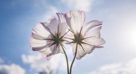 코스모스 가을 자연 - Pixabay의 무료 사진