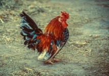 Hahn Plumage Gockel - Free photo on Pixabay Free Image on Pixabay - Hahn, Plumage, Gockel, Poultry