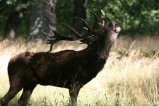 사슴 Red Deer Park - Pixabay의 무료 사진
