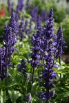 Flower Purple Salvia Farinacea - Free photo on Pixabay