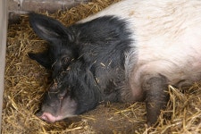 토종 동물 농장 돼지 국내 - Pixabay의 무료 사진