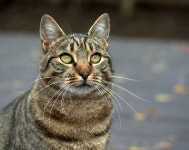 The Cat Gray Catlike - Free photo on Pixabay