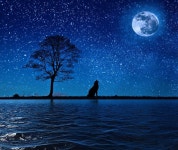 Page 2 - Explore 233+ Free Howl Illustrations: Download Now - Pixabay