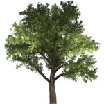 Explore 29+ Free Acacia Illustrations: Download Now - Pixabay