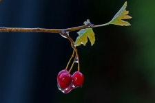 100+ Free Weissdorn & Hawthorn Photos