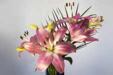 Lily Lilium Flower - Free photo on Pixabay