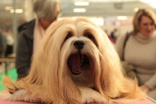 Dogshow Lhasa Apso 개 · Pixabay의 무료 사진 Pixabay의 무료 이미지 - Dogshow, Lhasa Apso, 개, 털이, 개 유형
