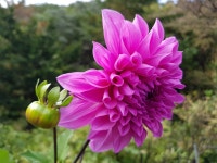 다알리아 Dahlia 분홍다알리아 - Pixabay의 무료 사진