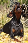 Dobermann Eb - Free photo on Pixabay Free Image on Pixabay - Dobermann, Eb, Co