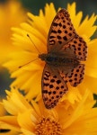 10,000+ Free Pollinator & Butterfly Photos - Pixabay