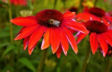 정원 벌 - Pixabay의 무료 사진