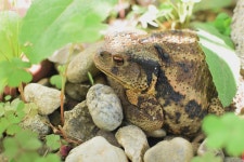 Korean Toad 두꺼비 - Pixabay의 무료 사진