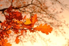 30,000+ Free The Foliage & Nature Images - Pixabay
