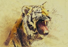 Download Animal, Tiger, Big Cat. Royalty-Free Stock Illustration Image - Pixabay Download Animal, Tiger, Big Cat. Royalty-Free... 