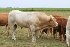 황소 암소 농장 마당 - Pixabay의 무료 사진