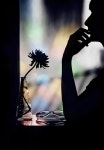 꽃 창 구시 가지 늙은 아름 - Pixabay의 무료 사진 - Pixabay 꽃 창 구시 가지 늙은 아름 - Pixabay의 무료 사진