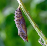Pupa Cocoon Butterfly - Free photo on Pixabay