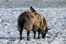 Magpie Sheep Whey - Free photo on Pixabay