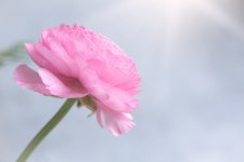 Ranunculus Flower Blossom - Free photo on Pixabay Free Image on Pixabay - Ranunculus, Flower, Blossom, Bloom