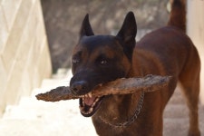 Dog Malinois Gabin Jaw - Free photo on Pixabay