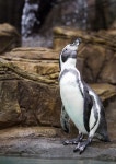 1,000+ Free Pingu & Penguin Photos - Pixabay