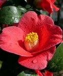 700개 이상 무료 Camellia 및 동백꽃 사진 - Pixabay
