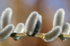 Willow Catkin Shrub Nature - Free photo on Pixabay