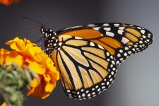 Butterfly Wings Monarch - Free photo on Pixabay - Pixabay Butterfly Wings Monarch - Free photo on Pixabay