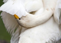 Swan Bird Zoo - Free photo on Pixabay Free Image on Pixabay - Swan, Bird, Zoo, Nature, White, Pen