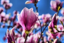 Pink Magnolias Blooming Sea Of - Free photo on Pixabay Free Image on Pixabay - Pink, Magnolias, Blooming