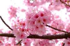 40,000 + 무료 Cherry Blossom & 자연 이미지 - Pixabay