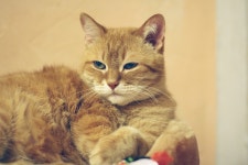 Cat Red Kitten - Free photo on Pixabay Free Image on Pixabay - Cat, Red Cat, Kitten, Cute, Fur