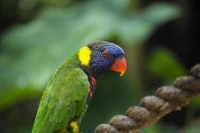 Bird Lorikeet Animal - Free photo on Pixabay
