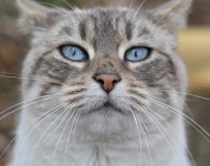 80개 이상 무료 Nala 및 고양이 사진 - Pixabay