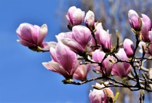Magnolia Tree Blooming - Free photo on Pixabay - Pixabay Magnolia Tree Blooming - Free photo on Pixabay